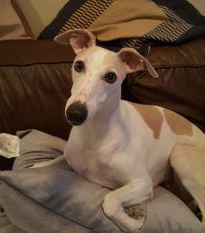 Jerky Ingredients Mascot